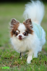 ろったとらって