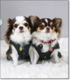 セレブのぼやき