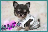 レオン＆アンジュ　HappyＬｉｆｅ