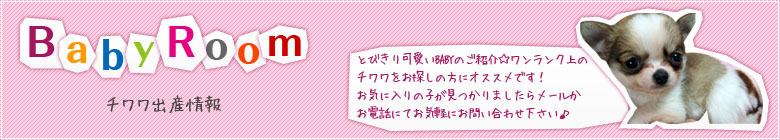 とびきり可愛いBABYのご紹介☆ワンランク上のチワワをお探しの方にオススメです！お気に入りの子が見つかりましたらメールかお電話にてお気軽にお問い合わせ下さい♪