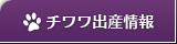 チワワ出産情報