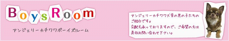 アンジェリーカチワワ犬舎の男の子たちのご紹介です。交配も承っておりますので、ご希望の方は是非お問い合わせ下さい。