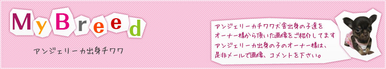 アンジェリーカチワワ犬舎出身の子達をオーナー様から頂いた画像をご紹介してますアンジェリーカ出身の子のオーナー様は、是非メールで画像、コメントを下さい。