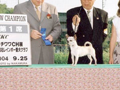 ブリンちゃん 2004 JKCCH完成
