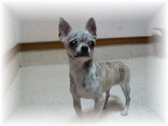 ブリンちゃん 2004 JKCCH完成