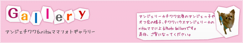アンジェリーカチワワ出身のアンジェっ子やオフ会の様子など可愛いワンちゃんのPhoto Galleryです。是非、ご覧になってください。