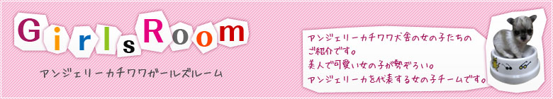 アンジェリーカチワワ犬舎の女の子たちのご紹介です。美人で可愛い女の子が勢ぞろい。アンジェリーカを代表する女の子チームです。