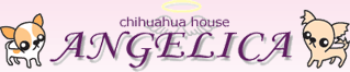 チワワハウス　angelica