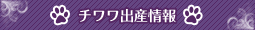 チワワ出産情報