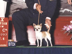 POPOちゃん 2004 JKCCH完成