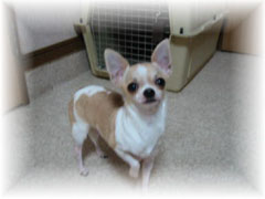 POPOちゃん 2004 JKCCH完成