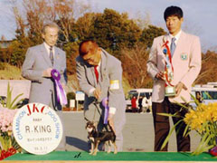 ダンヒル君 2005 JKCCH完成