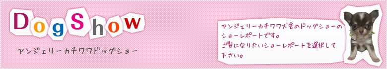 アンジェリーカチワワ犬舎のドッグショーのショーレポートです。ご覧になりたいショーレポートを選択して下さい。