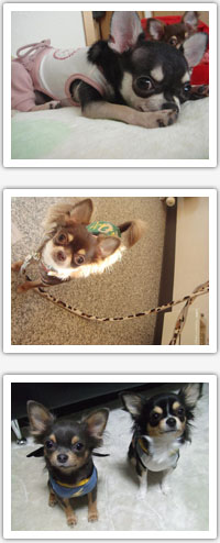 プライバシーポリシー