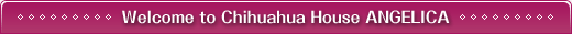 ようこそチワワハウスアンジェリーカへ
